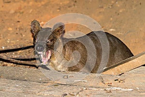 Fossa Madagascar