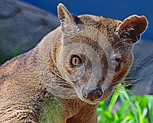 Fossa