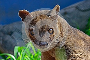 Fossa