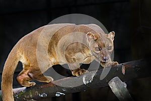 Fossa on tree