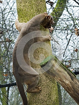 Fossa on tree