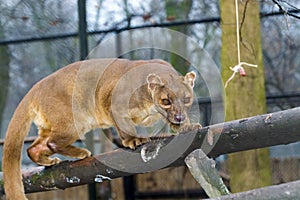 Fossa on tree