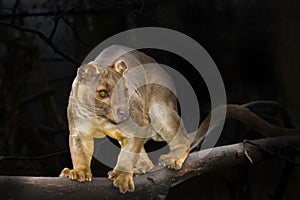 Fossa on tree