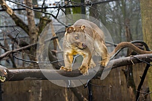 Fossa on tree