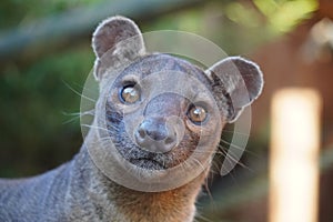 Fossa looking out at the world