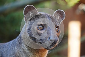 Fossa looking out at the world