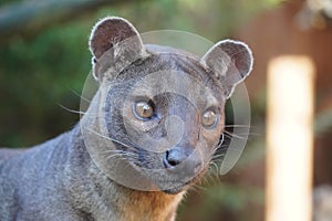 Fossa looking out at the world