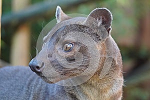 Fossa looking out at the world