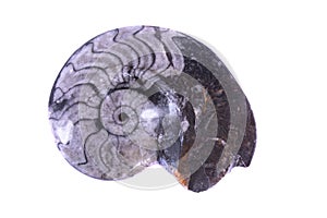 Fossil