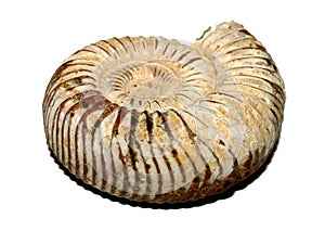 Fossil