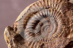 Fossil