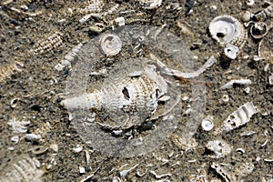 Fossil