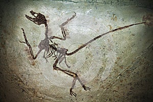 Fossil