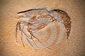 Fossil