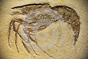 Fossil