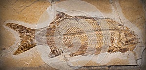 Fossil