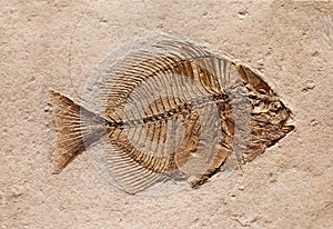 Fossil photo