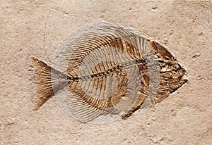 Fossil