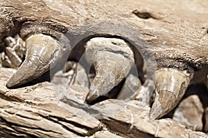 Fossil photo