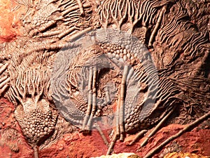 Fossil photo