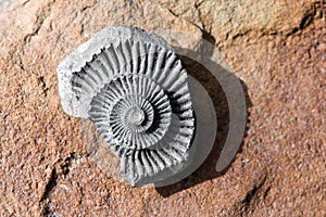 Fossil