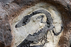 Fossile 