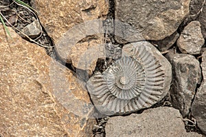 Fossil