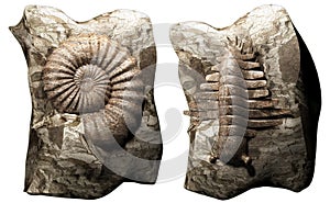 Fossil