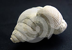Fossil