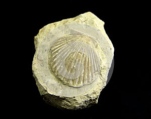 Fossil