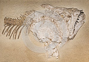 Fossil