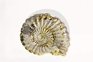 Fossil