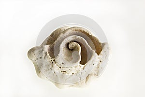 Fossil