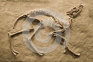 Fossil