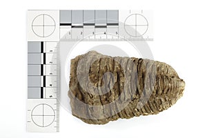 Fossil of African trilobite documented on white background with measure