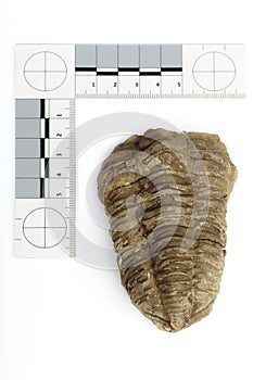 Fossil of African trilobite documented on white background with measure
