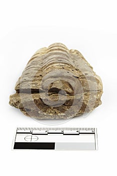 Fossil of African trilobite documented on white background with measure