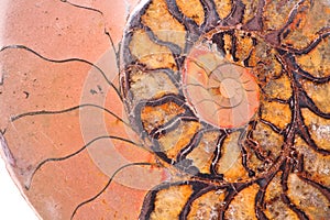 Fossil ammonite photo