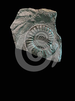 Fossil Ammonite Sea life in stone
