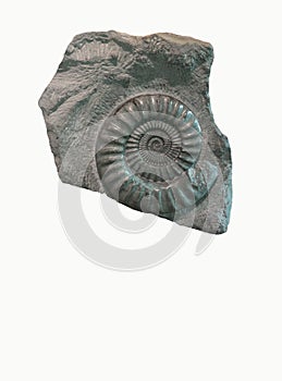 Fossil Ammonite Sea life in stone