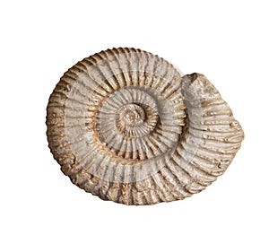 The fossil of ammonite on white background,isolated