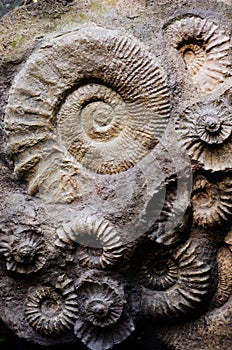 Fossil ammonites