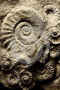 Fossil ammonites