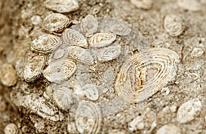 Fossil