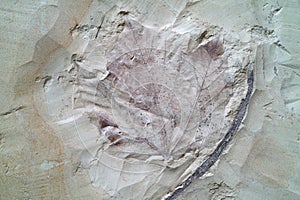 Fossil of ancient maple leaf macro image