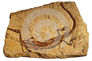 Fossil of ancient reptile in rock