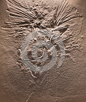 The fossil of archaeopteryx skeleton in stone