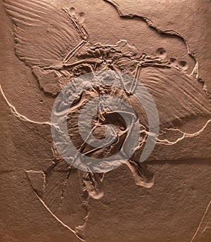 The fossil of archaeopteryx skeleton in stone