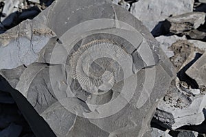 Fossil