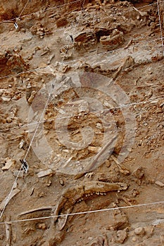 Fossil bone dig